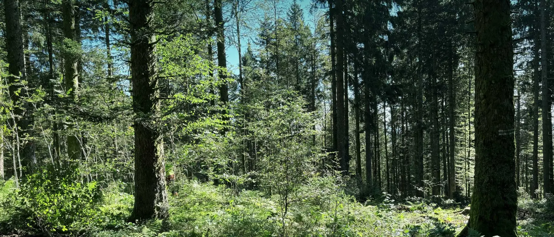 ArticleIntro_Auerhuhn_DeutschlandPlus_Desktop_3840x1920.jpg