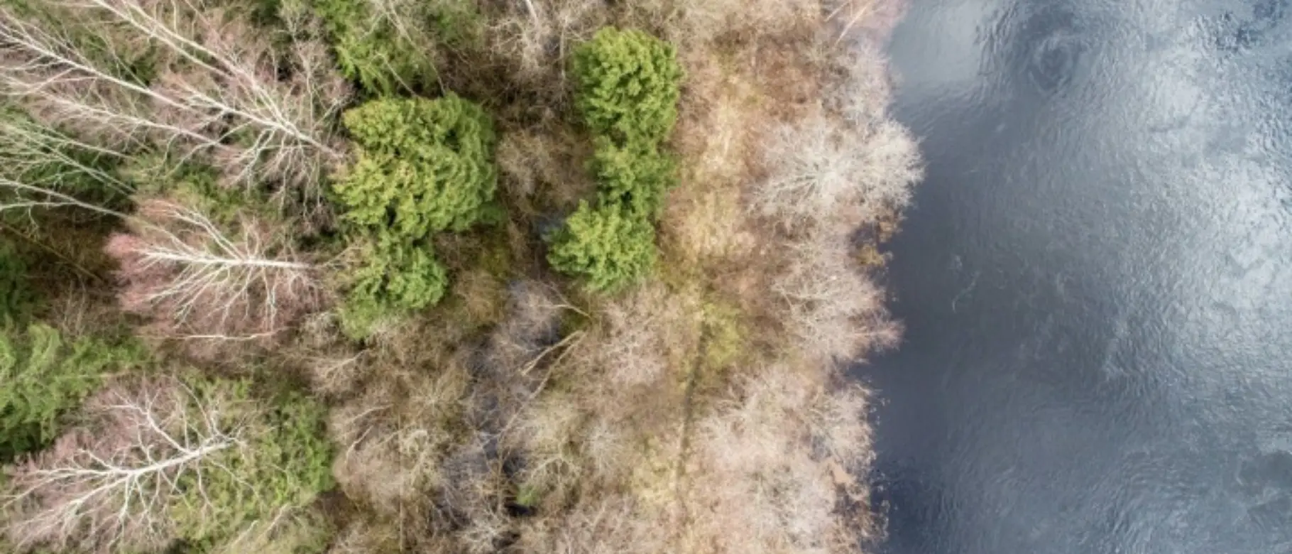 Wald und Fluß von oben