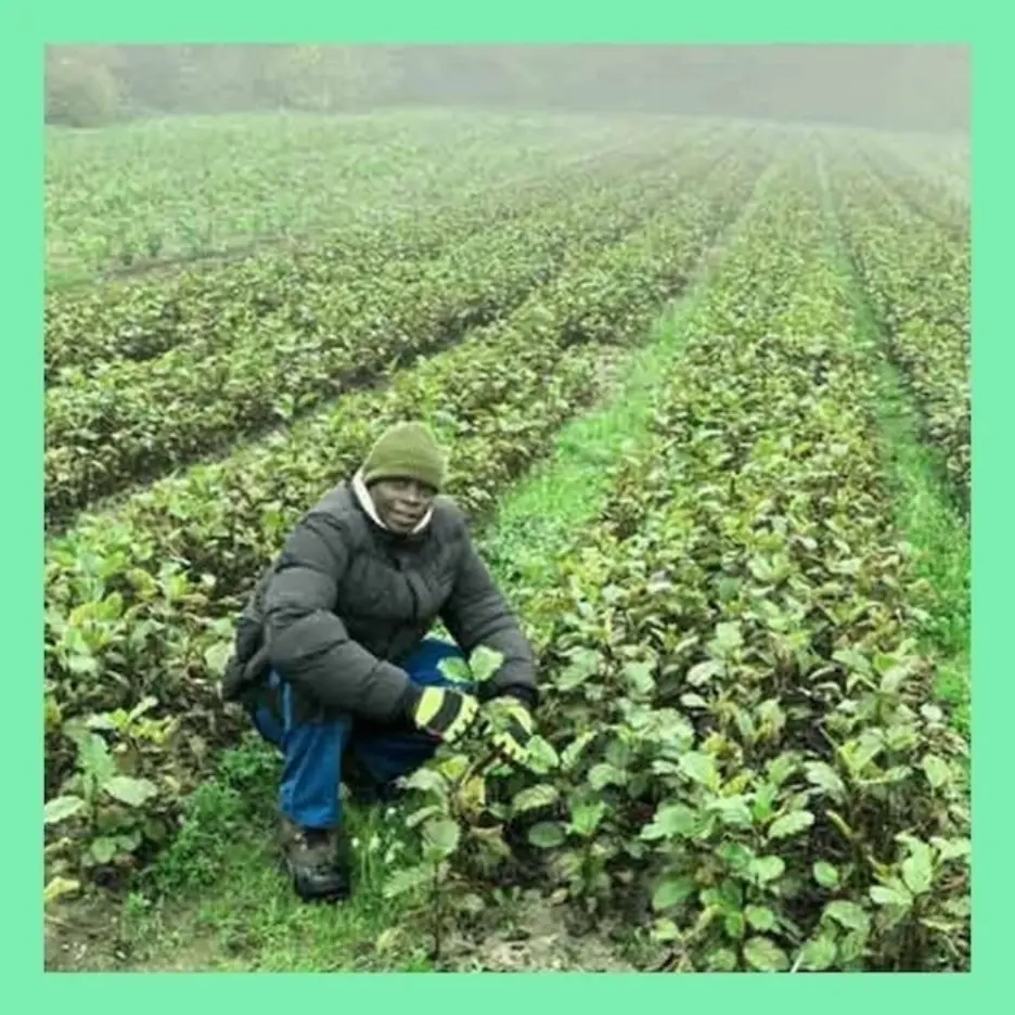 Mann besucht Baumschule in Deutschland.