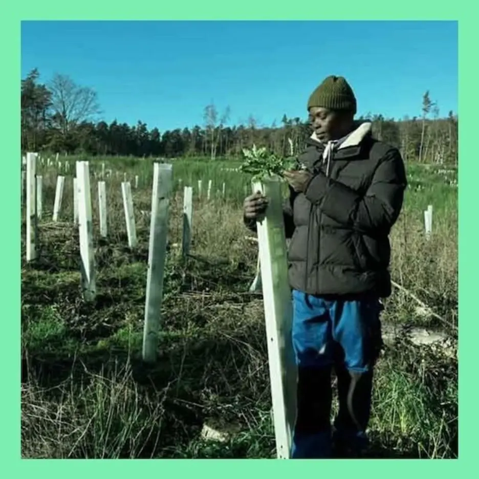 Förster bringt Verbissschutz an Setzlingen an.