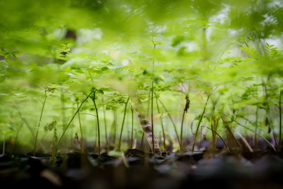 Einblick in die eigene Baumschule von PROJECT TOGO: Junge Setzlinge für die Naturwaldaufforstung und zur Förderung der Biodiversität in Westafrika.