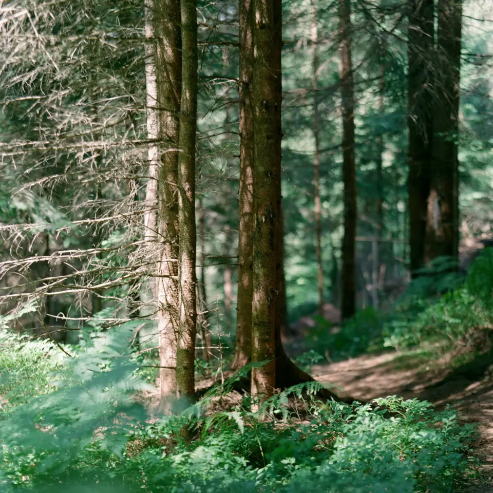 Wald und Büsche