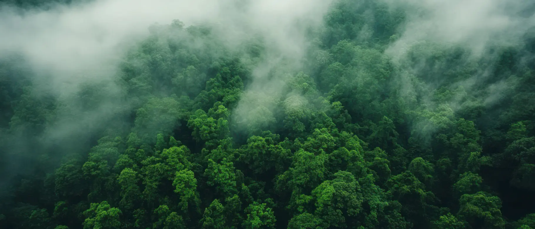 Ein Wald von oben mit Nebel