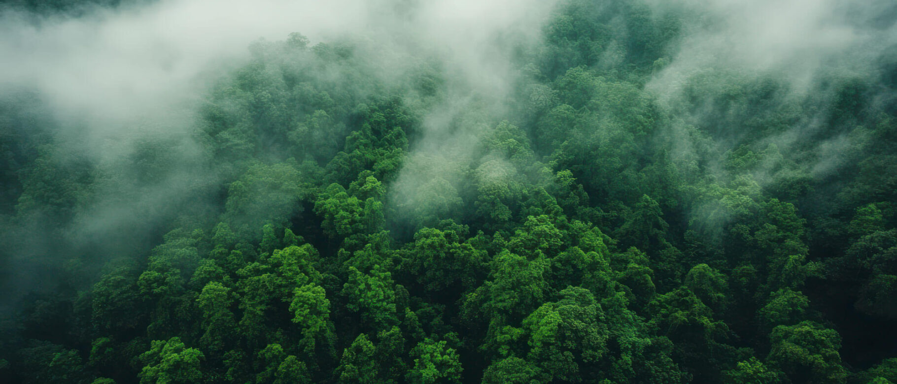 Ein Wald von oben mit Nebel