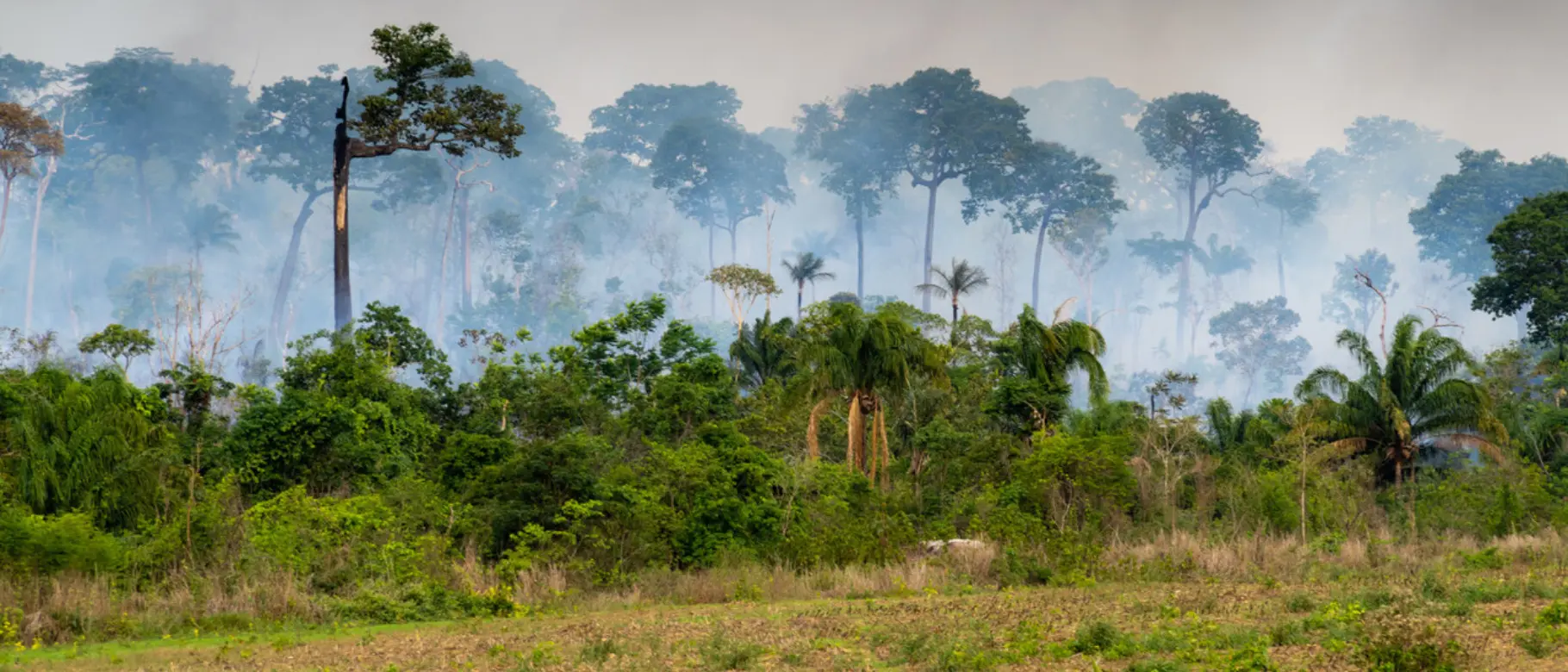 amazonas_2_sh_1566902992-1280x654-1.jpeg