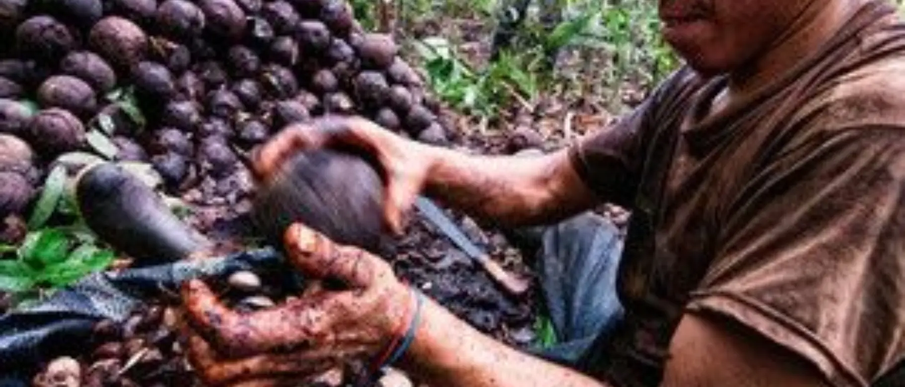 Paranussernte_Brazil_Nut-640x303-319x151-1.jpeg