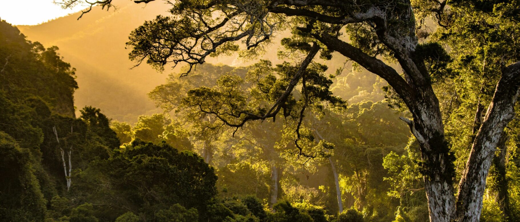 sonnenstrahlen-wald-baume-natur-scaled.jpg