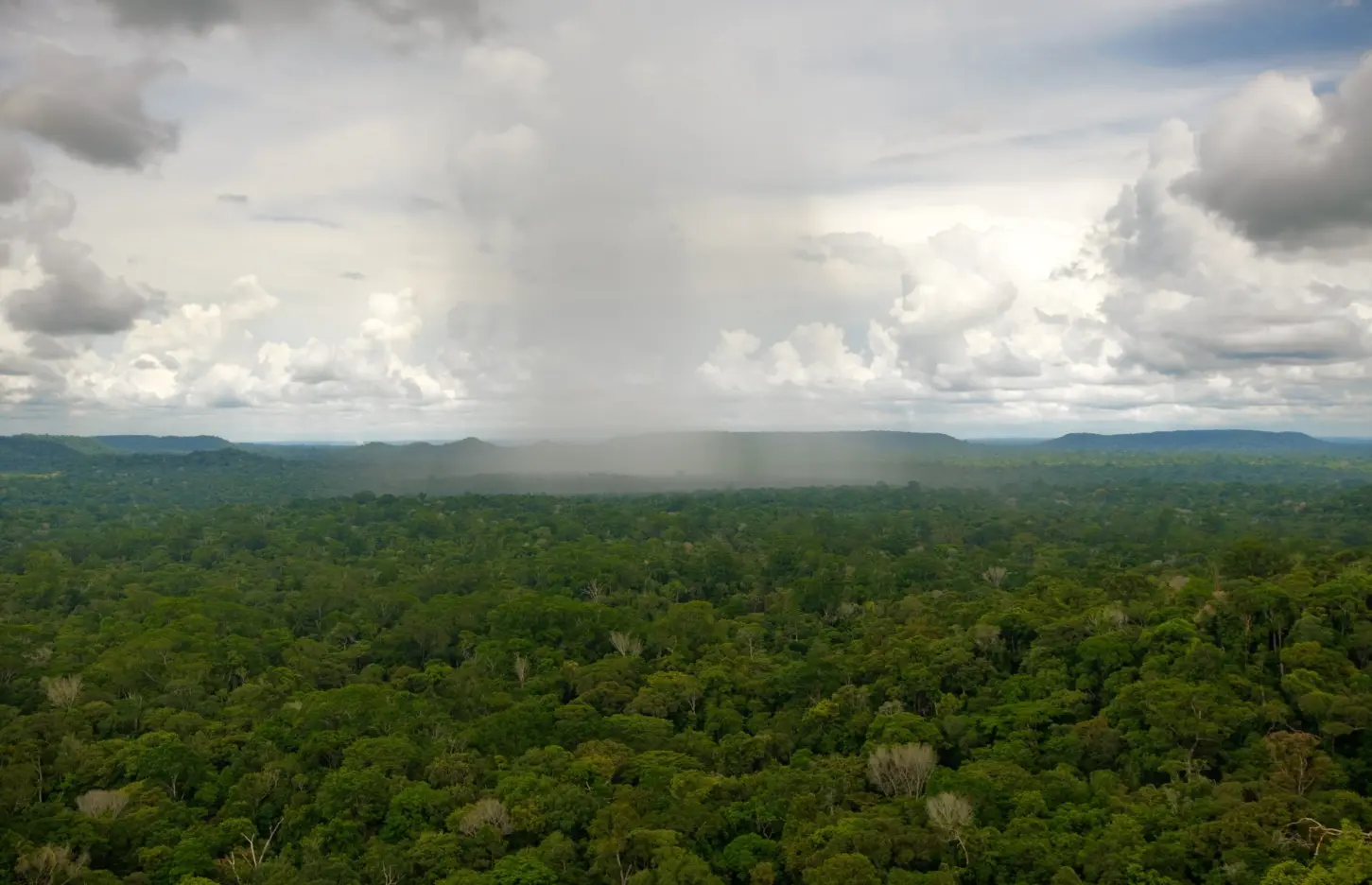 forest-area-scaled.jpg