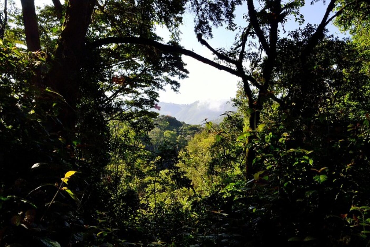 blick-durch-wald-berge-sonnenlicht.jpg.jpg