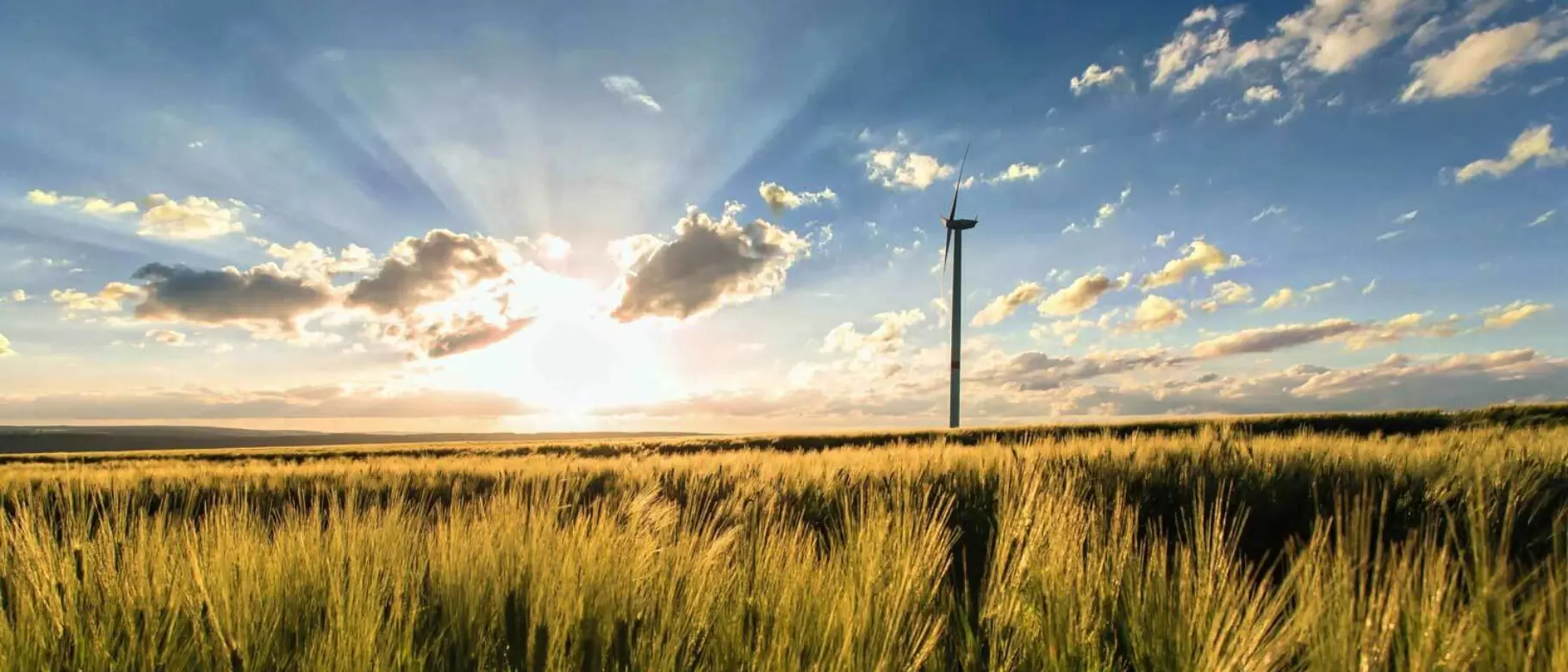 Getreidefeld mit windmuhle