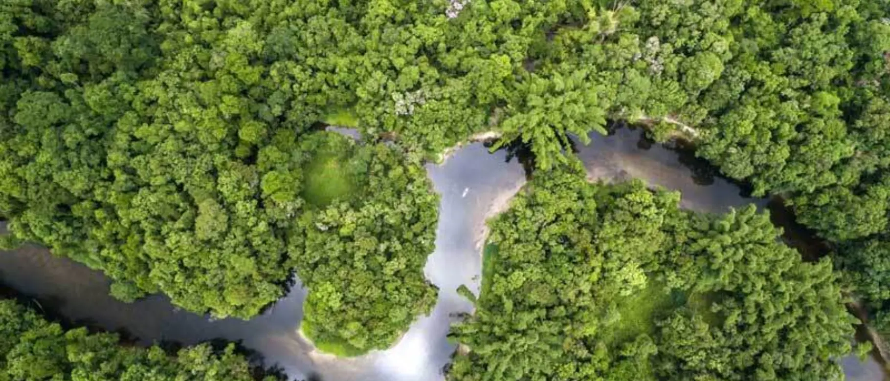Rainforest_Amapa.jpeg