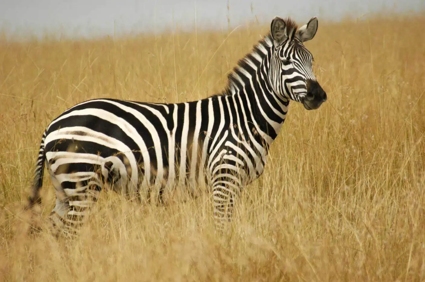 Zebra im hohen Gras.