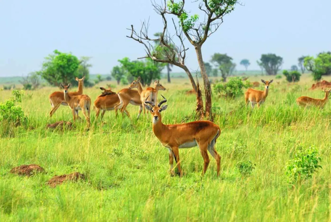 Hirsche und Rehe auf Wiese