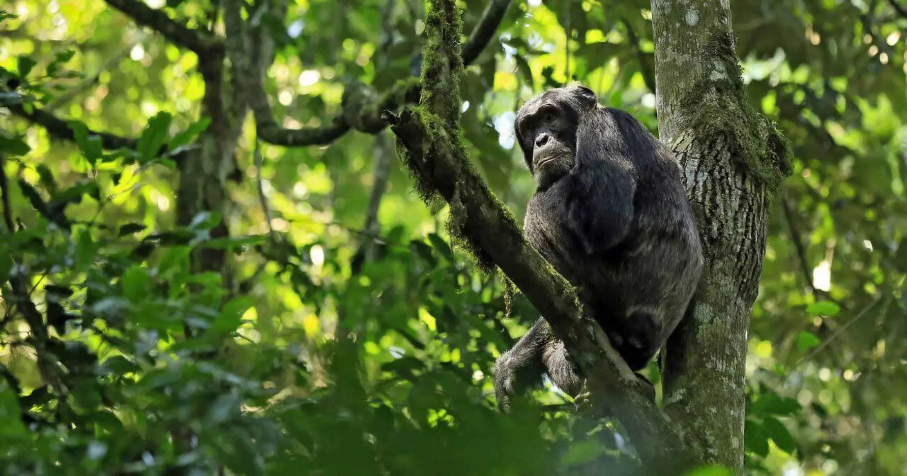 Affe der im Baum sitzt