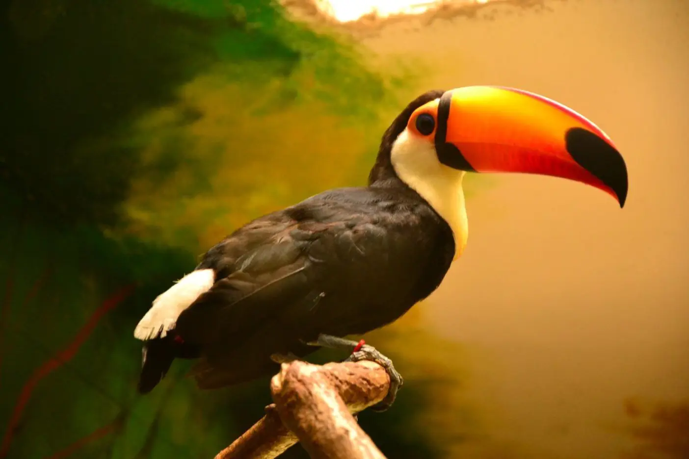 animal_animals_nature_toucan_toucans_zoo_bird_birds-1375203.jpgd_.jpg