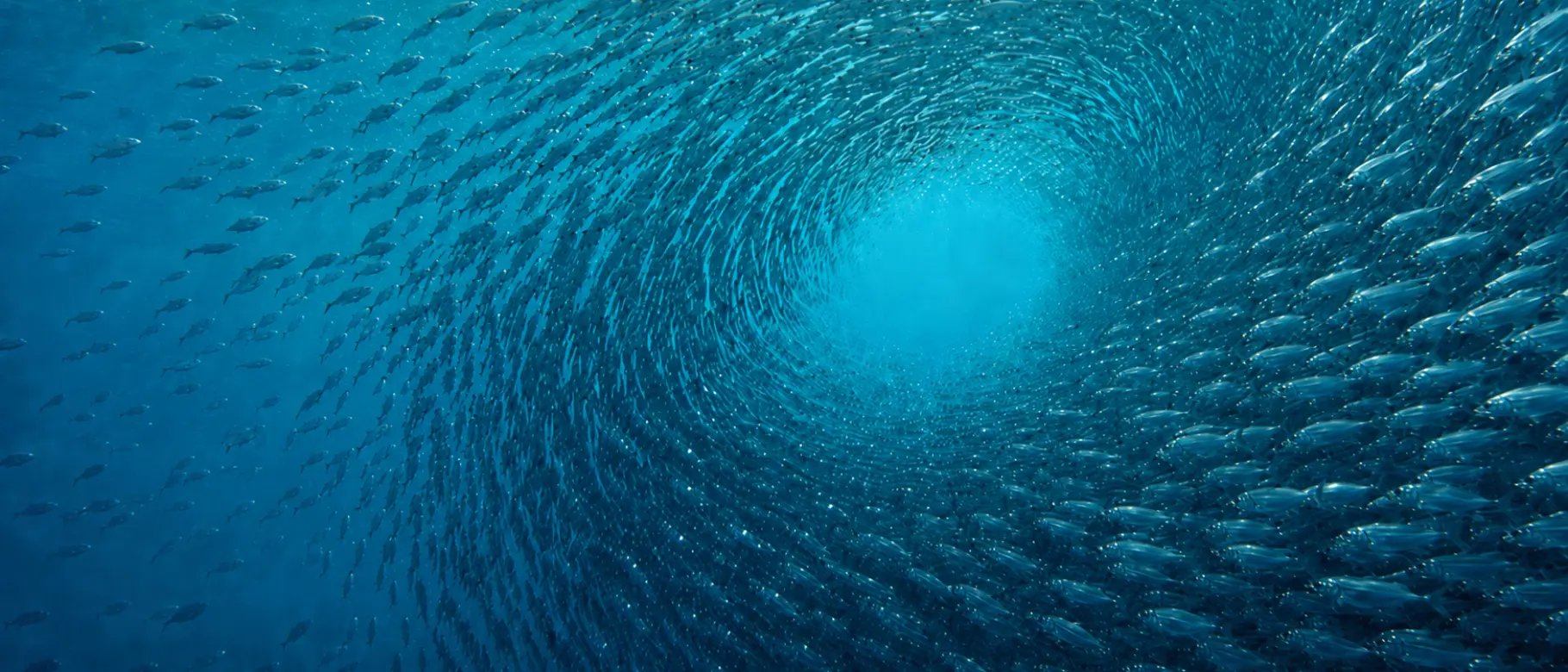 Unter CERTANIA Sustainability bündeln DFGE, natureOffice und Terra Institute ihre Kompetenzen für gemeinsame Kundenprojekte – von belastbaren ESG- und CO₂-Daten über Strategie und Klimaschutz bis zur organisatorischen Transformation. Angezeigt wird ein Fischschwarm