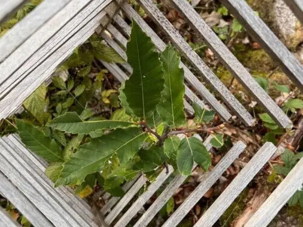Großaufnahme von einer Jungpflanze mit Verbisschutz aus Holz