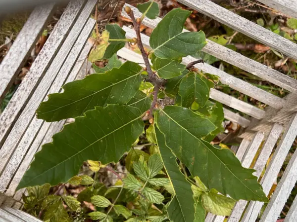 Großaufnahme von einer Jungpflanze mit einem Verbisschutz aus Holz