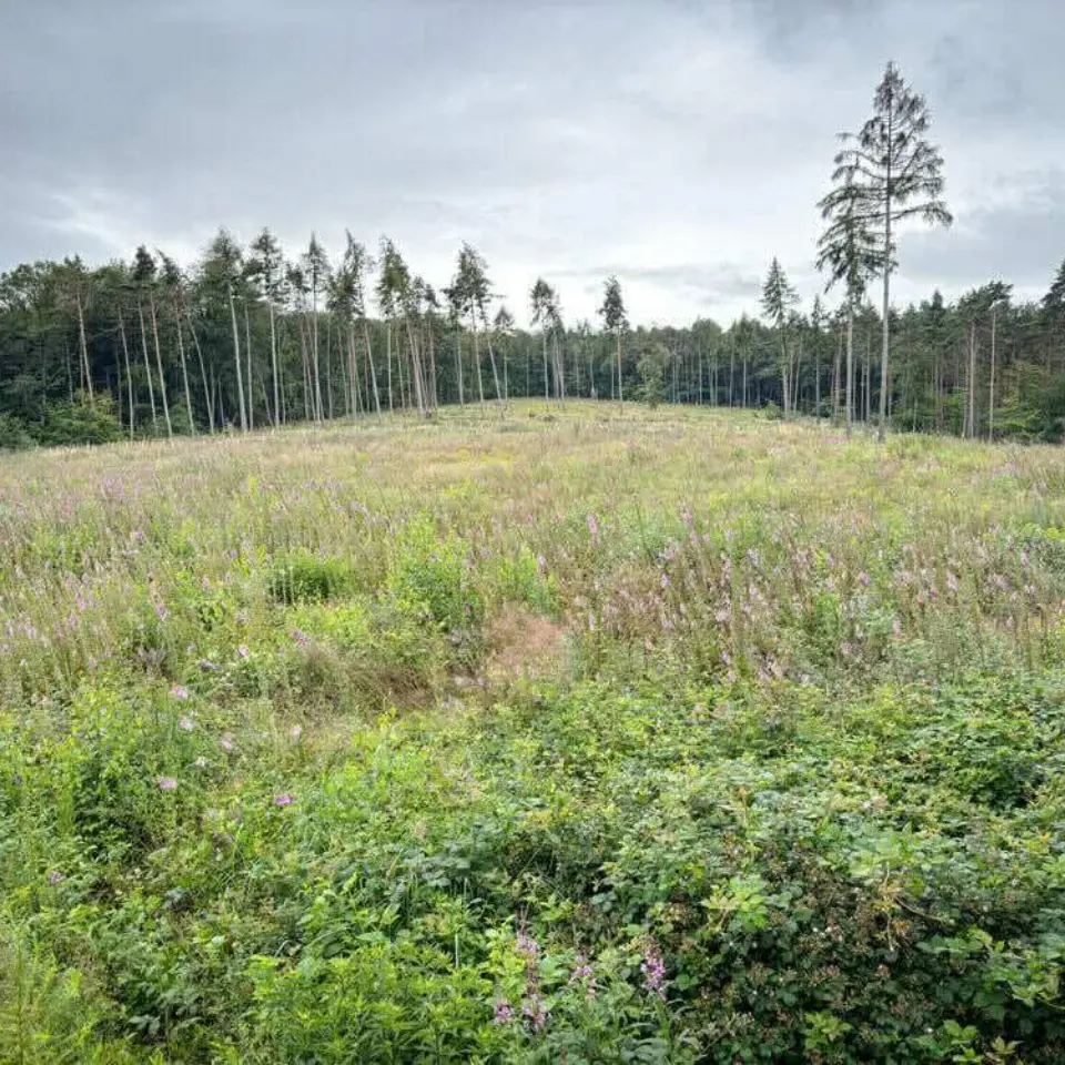 Waldlichtung mit einer blühenden Wiese