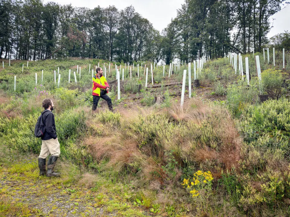 Jungbäume auf einem Waldhang, die von 2 Forstarbeitern kontrolliert werden.