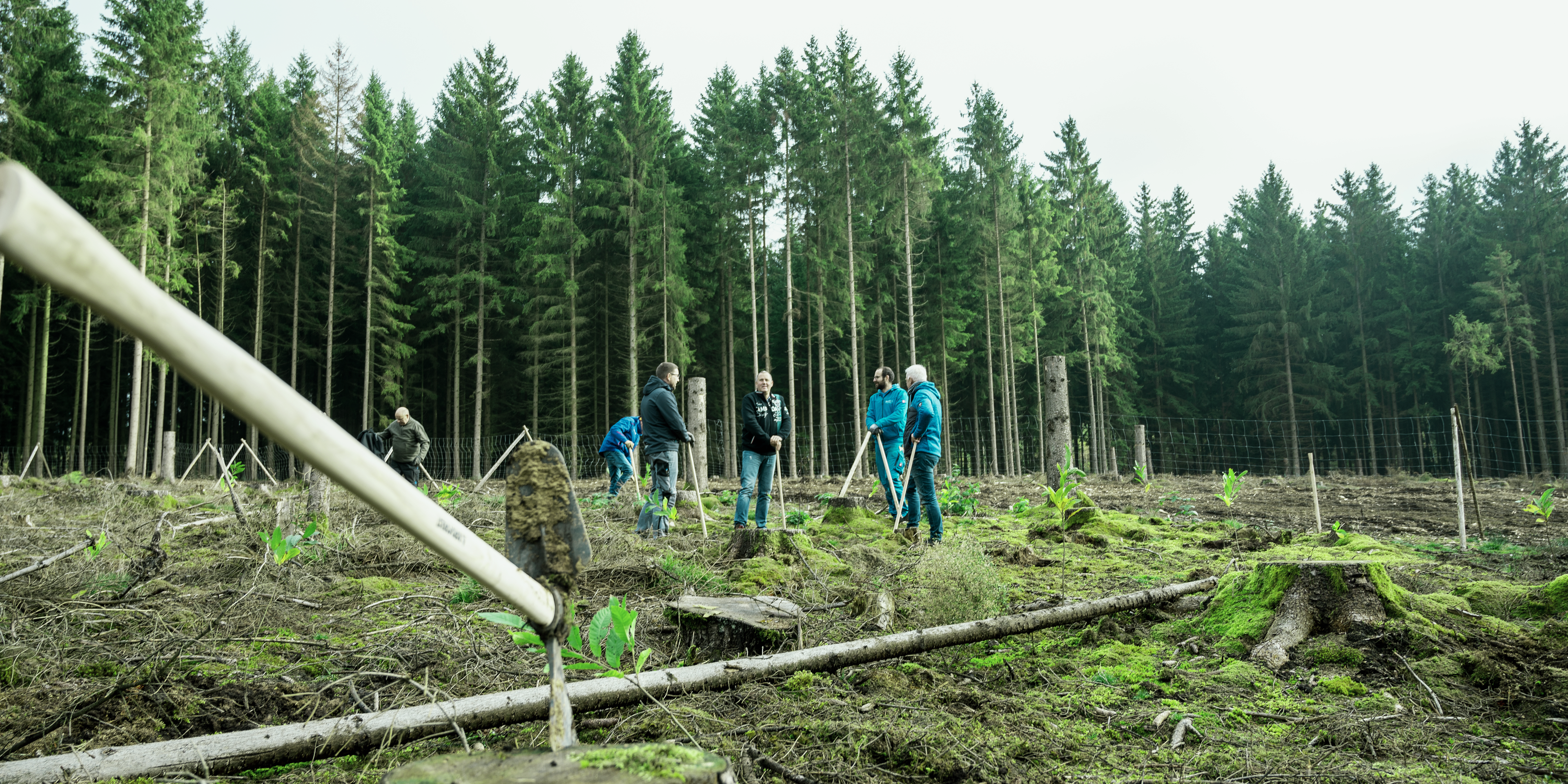 Pflanzaktion natureOffice Thüringer Wald