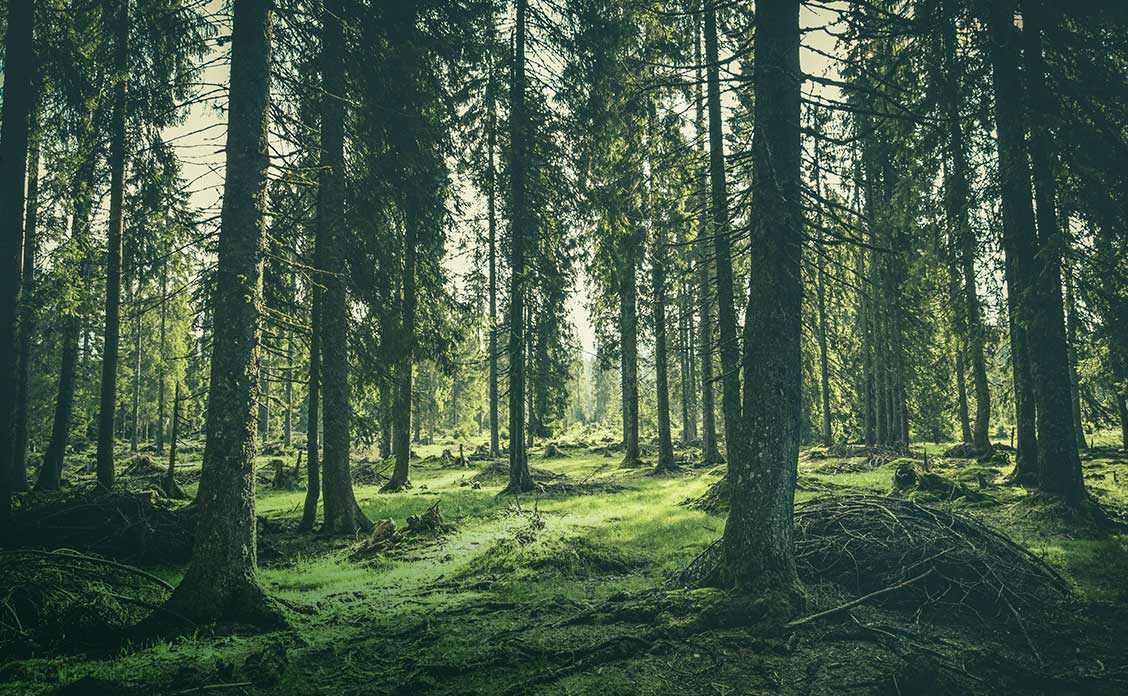 EU-Entwaldungsgestz, Wald