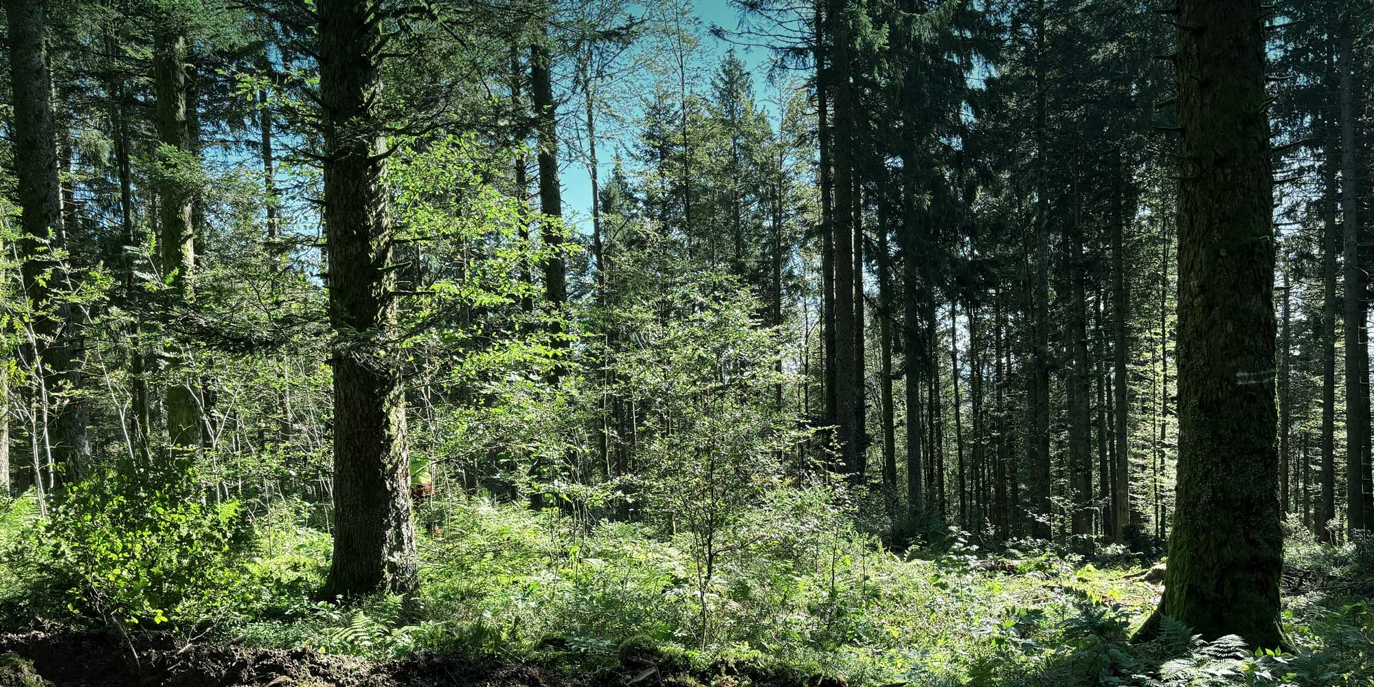 DeutschlandPlus Schwarzwald Auerhuhn