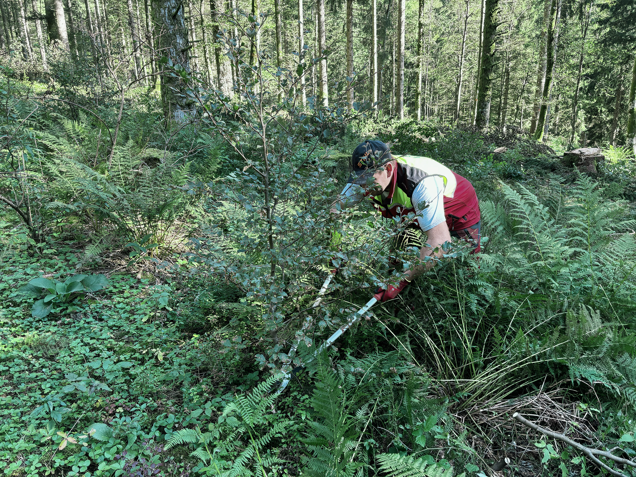 DeutschlandPlus Auerhun - Schwarzwald - freischneiden