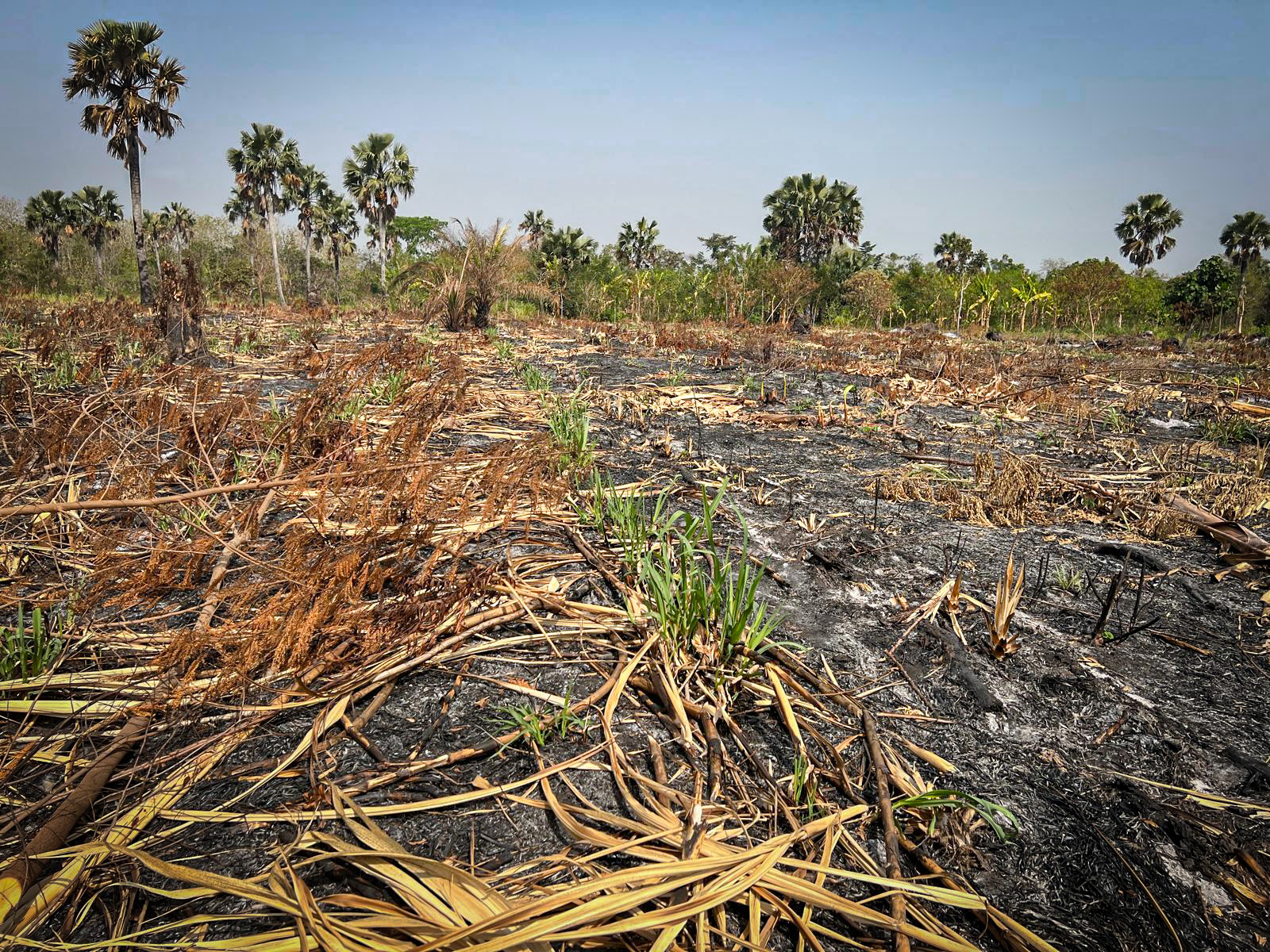 PROJECT TOGO Agroforst, Fläche